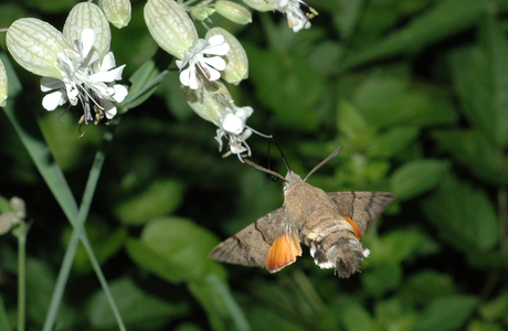 Taubenschwänzchen (Macroglossum stellatarum) - © Leo Kuzmits